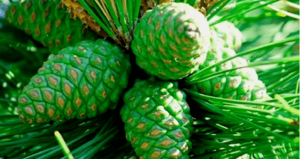 Conuri de pin verde