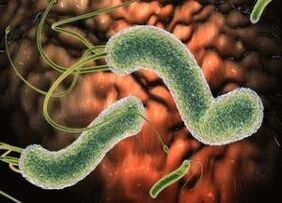 virusi si bacterii